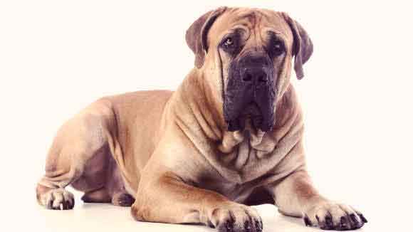 whats considered a large dog