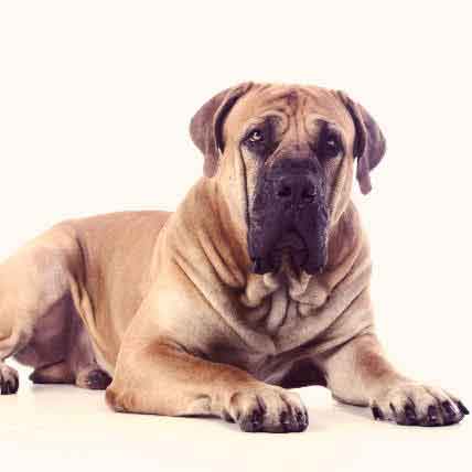 how to breed a large dog with a small dog