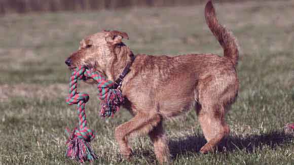 Your Allergies Will Thank You: The Best Medium Sized Dogs That Don'T Shed! - p7z91fm