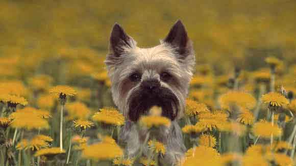 dog breeds that stay small