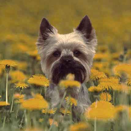 Types of Miniature Dog Breeds