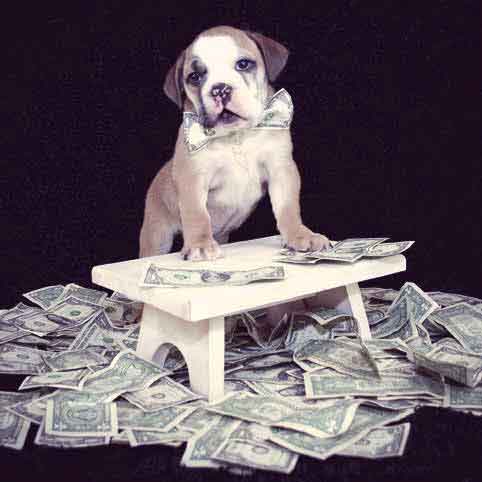7 Money-Saving Steps to Having a ‘Green’ Pet