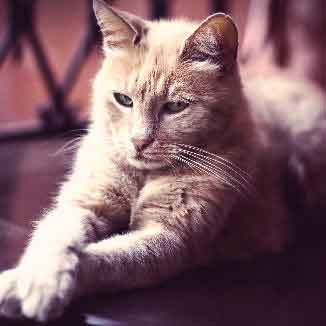 Image for Moody Cats: Why Does My Cat's Mood Change So Quickly?