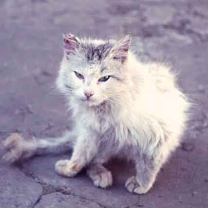 where can i get my cat groomed