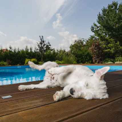Image for All About Narcolepsy in Dogs and Cats
