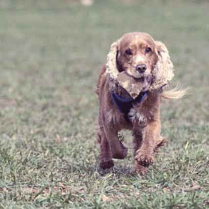 Cocker best sale spaniel diet