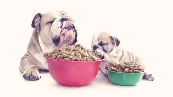What Are Natural Dog Food Flavors?