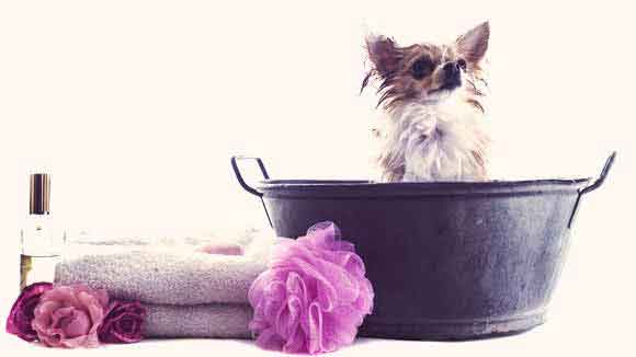 homemade dog shampoo using dr bronner's