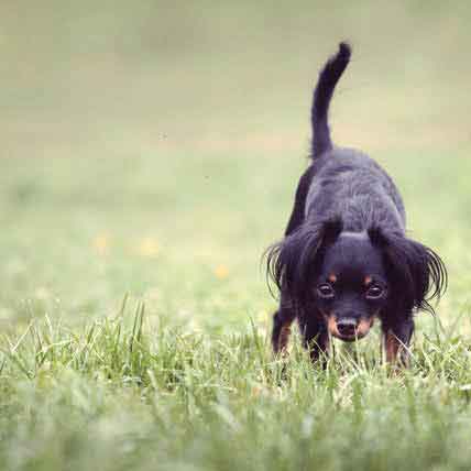 Do I Really Need Flea and Tick Protection?    