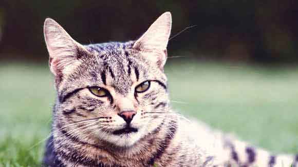 Brain Health and Neurological Disorders in Cats PetCareRx