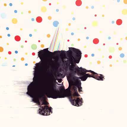 9 New Year Resolutions for Pet Parents