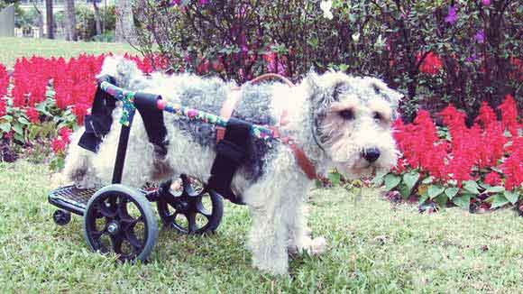 A Normal Life for Dogs with Disabilities