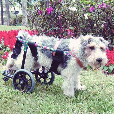 A Normal Life for Dogs with Disabilities