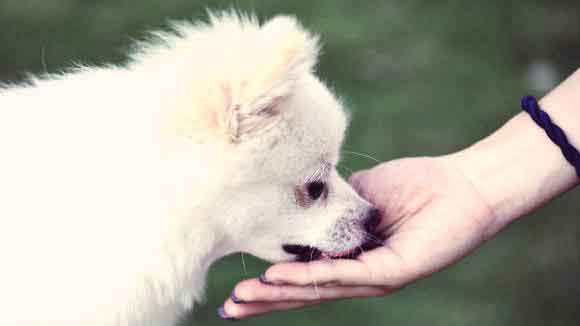 White dog eating from hand