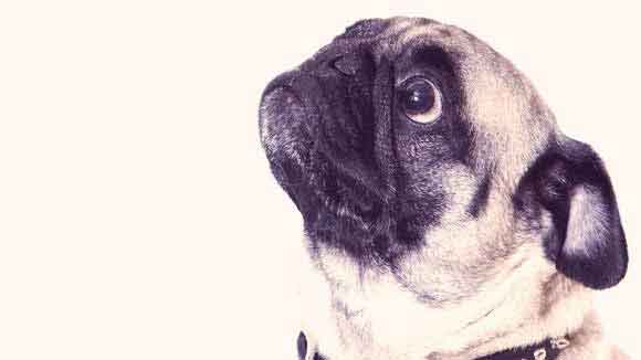 Obedience and House Training for Your Pug