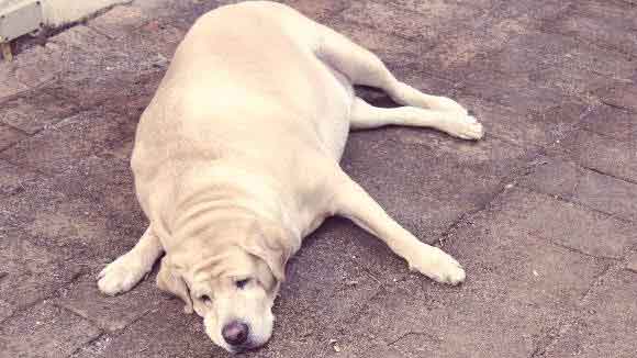 Fat labrador lying on the ground