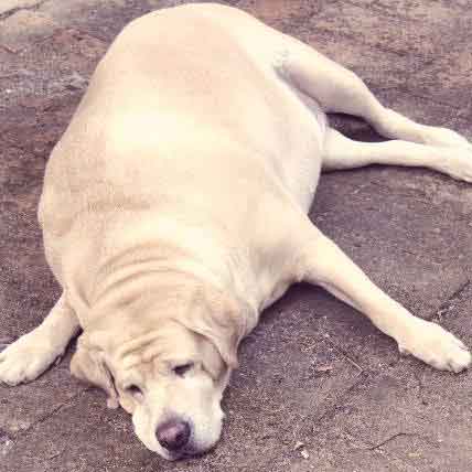 Fat Dog Breeds - 15 Dog Breeds That Are Prone To Obesity ...