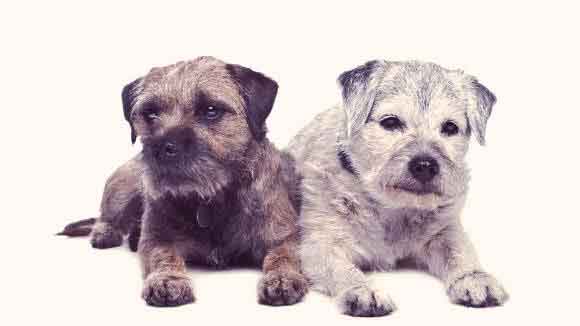 Aging and Old Dog Behaviors