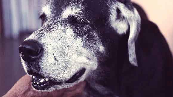Old Dog with gray muzzle