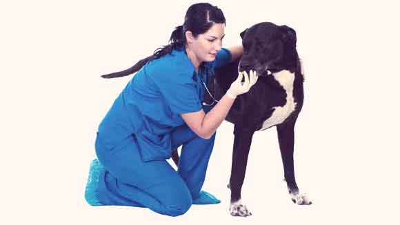 flea oral medicine for dogs
