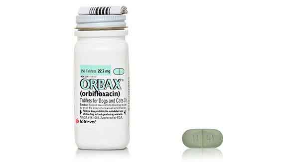 Orbax (Orbifloxacin) Treating Bacterial Infections in Pets PetCareRx