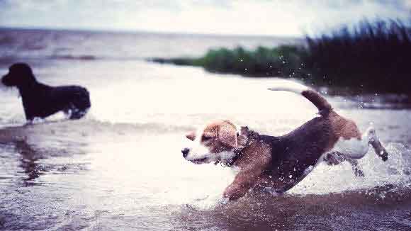 Beagle playing in a lake