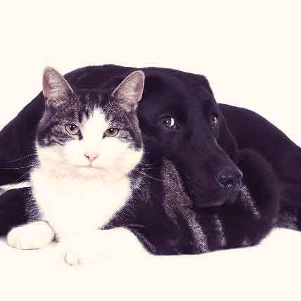 Pancreatic Insufficiency In Dogs And Cats