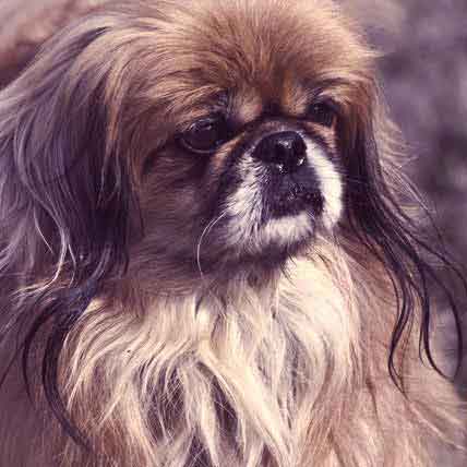 Trimming Pekingese Coats Petcarerx