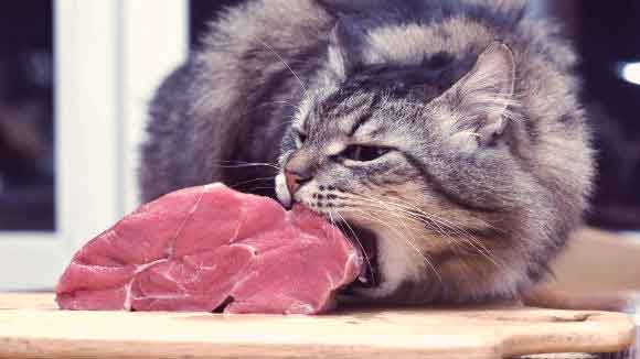 Cat eating meat off the counter