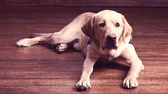 A Yellow Labrador Laying On The Floor With A Sad Face