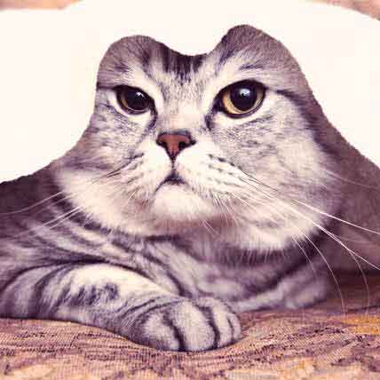 Perfect Cat Spaces