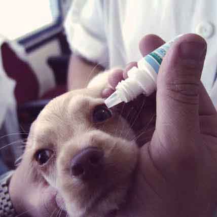 can humans get eye infections from dogs