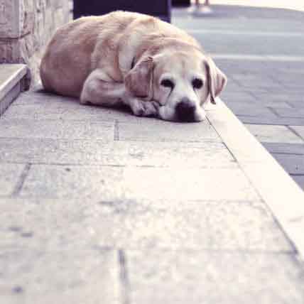What To Do If Your Pet Goes Missing
