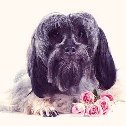 How Much Is Your Pet’s Life Worth? 