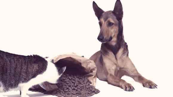 How Top 2025 Tips For Dog Nutrition And Healthy Pet Food Choices can Save You Time, Stress, and Money. thumbnail