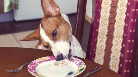 Dog eating off plate