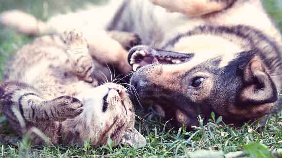 Dog and cat laying on their backs