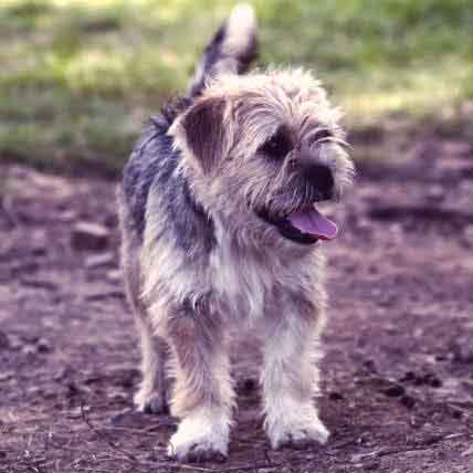 5 Simple Pet Supplements to Consider