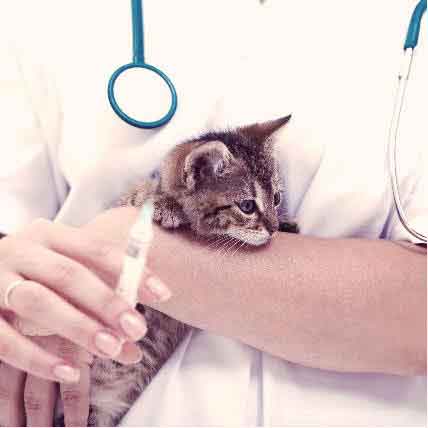 feline distemper shots