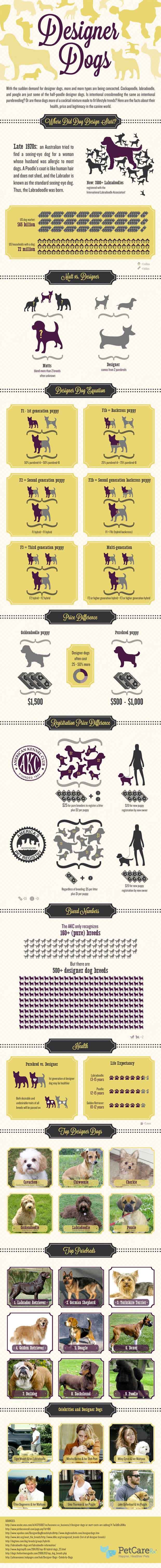 popular-designer-dog-breeds-infographic