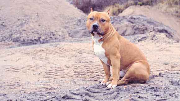 american pitbull terrier stuffed animal