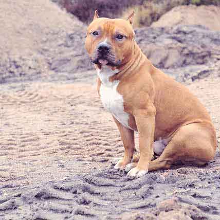 pitbull dog small