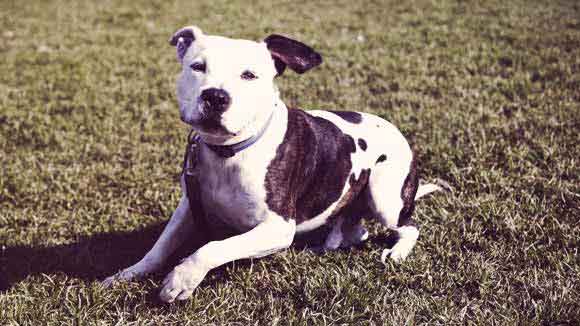 Is chicken outlet good for pitbulls