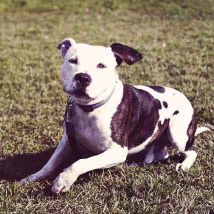 Human food outlet for pitbulls