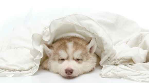 husky puppy in blankets