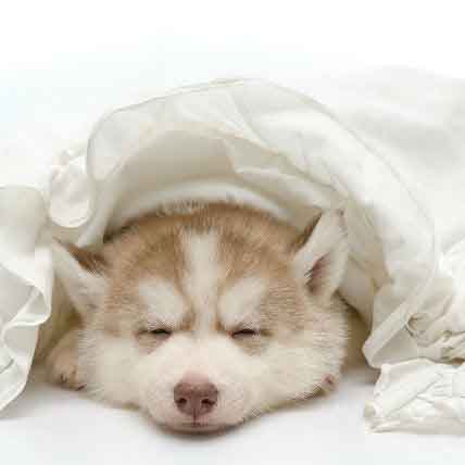 All About Dog Pneumonia