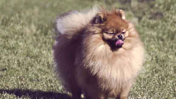 pictures of black pomeranians