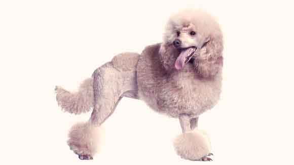 best shaver for poodles