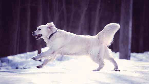 The Most Popular Dog Breeds