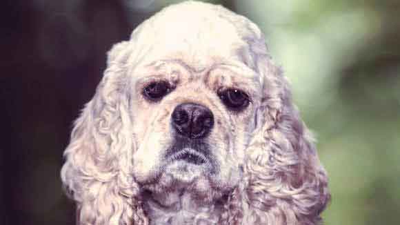 Cocker sale spaniel shedding